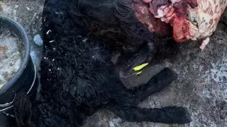 Бродячие собаки загрызли десятки овец в Акмолинской области