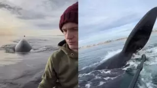 Банда косаток напугала влюбленную пару туристов и попала на видео