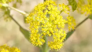 Депутат обеспокоен исчезновением в Казахстане ферулы вонючей