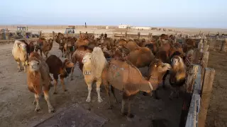 В Мангистау на субсидирование сельского хозяйства выделили 1,9 миллиарда тенге 