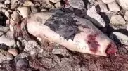 Очередного мертвого тюленя нашли на берегу Каспия