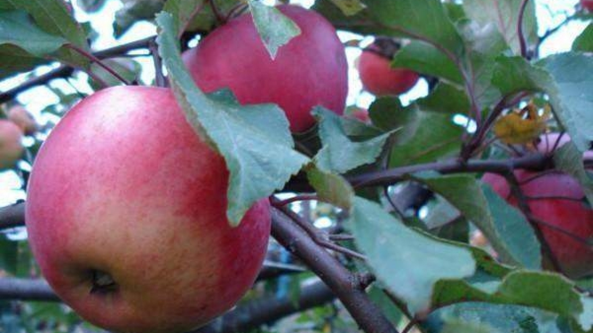 яблоки апорт фото и описание сорта