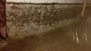 "Их миллиарды": нашествие саранчи показали на видео в Актюбинской области