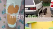 Собака прокусила до кости ногу девочке в Уральске