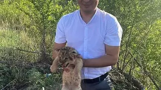 Двух львят из зоопарка Караганды пытались незаконно продать