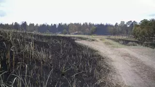 Токаев о пожаре в области Абай: Органы дали неправильный прогноз, все будут наказаны