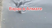 Видео с "вараном в Алматы" оценили в акимате