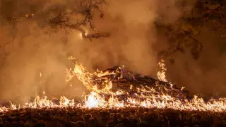 “Машины 70-х годов, плохое обеспечение“ - в “Семей Орманы“ рассказали о проблемах