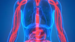 Как проверить состояние своих сосудов в домашних условиях