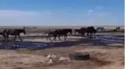 Экологи прокомментировали видео с пьющими нефть лошадьми в Мангистау