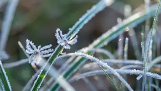 Заморозки до 2 градусов придут в Казахстан