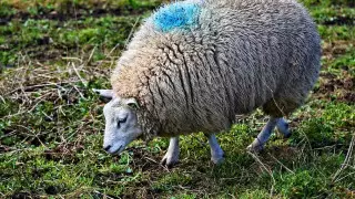 В зоопарке Алматы родился голубой баран и появился снежный барс