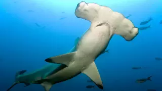 Акулы окружили туристов на побережье Мексиканского залива