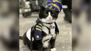 Хвостатая помощь: кота взяли на работу в аэропорт