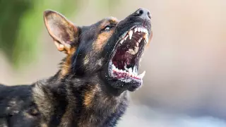 Укус собаки стоил туристке более полутора миллионов тенге