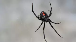 В Шымкенте 8 человек пострадали от укусов каракуртов