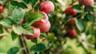 Депутат о яблоневых садах в Алматы: Семья и другие олигархи давили на инспекторов