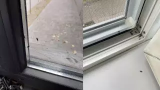 На нашествие клопов жалуются алматинцы