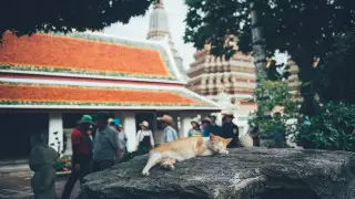 6 фактов о жизни в Таиланде, которые поражают туристов