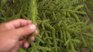 Высаженные на месте пожара сосны гибнут в Костанайской области