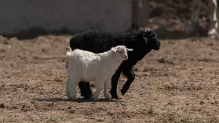 Овцы подорожали в преддверии Курбан айта на рынках Атырау