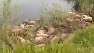 Около сотни мертвых сайгаков обнаружили в Карагандинской области