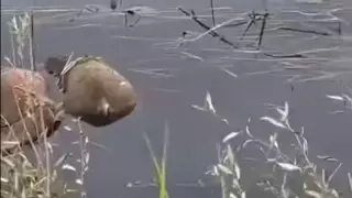 Массовую гибель сайгаков в Карагандинской области объяснили в Минэкологии