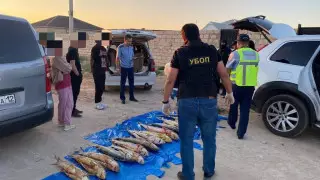 Почти 100 килограммов осетровых незаконно выловили в Мангистау