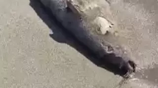 В Минэкологии ответили на сообщение о гибели двух тюленей на Каспии