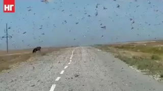 В Минсельхозе рассказали, как борются с нашествием саранчи в Костанайской области