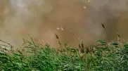 200 гектаров камыша горит в области Абай