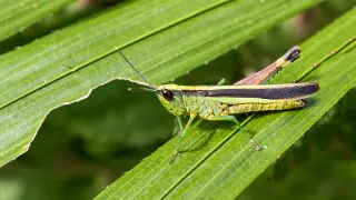 Глава Минсельхоза ответил на критику депутата по нашествию саранчи