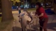 Женщина ударила пони в Алматы: полиция проверит видео