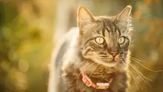 С 1 сентября казахстанцев обяжут ставить домашних животных на учет