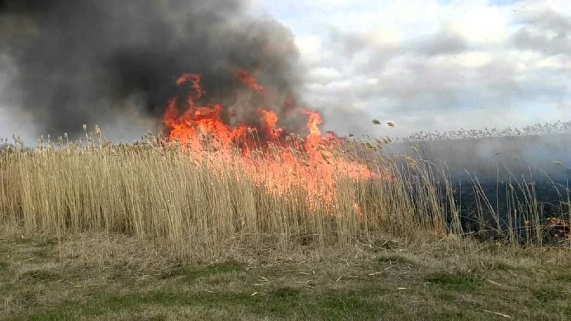 Загорелся камыш. Загорелся камыш. Пожар в степи. Горение камыша. Пожар в астраханском заповеднике.