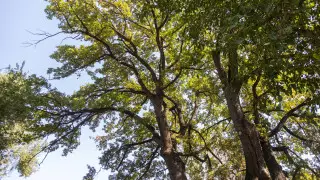 Деревья в Алматы атаковали вредители