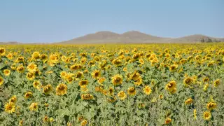 42-градусная жара ожидается в Казахстане