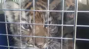 Львят и тигрят незаконно пытались ввезти в Казахстан