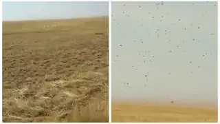 "Пожирает все посевы": саранча угрожает урожаю в Костанайской области