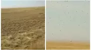 "Пожирает все посевы": саранча угрожает урожаю в Костанайской области