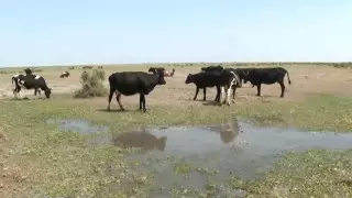 Сточные воды из бань отравляют пастбища в Туркестанской области