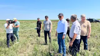 Саранча под контролем: Глава Минсельхоза прибыл в Костанайскую область