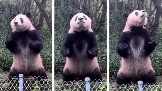 Турист "жестоко" дразнил панду и получил пожизненный бан