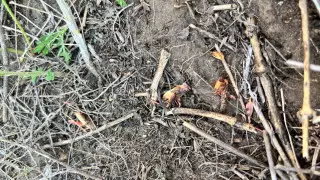 Нашествие саранчи: возместят ли костанайским фермерам ущерб за съеденные посевы