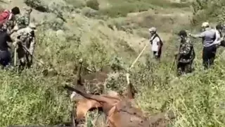 Молния убила 26 лошадей в Жамбылской области