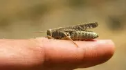 Причины нашествия саранчи объяснил министр сельского хозяйства