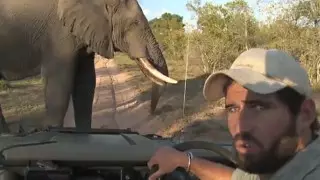 Мирные переговоры: турист уговорил слона не переворачивать его машину
