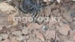 На нашествие каракуртов пожаловались сельчане в ЗКО