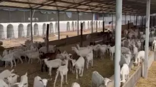 "Мусор и вонь": жизнь в Кемертогане отравляет козья ферма