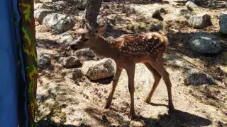 Олененка спасли при тушении лесного пожара на горе Кокшетау